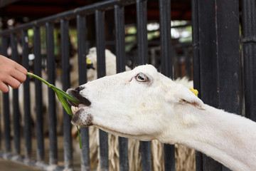 Fototapeta premium Hand feeding grass to goat.
