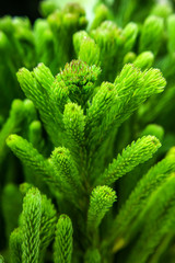 Closeup of araucaria stalk in the on a light background