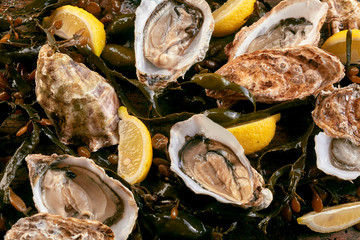 Fresh raw opened oysters on a bed of kelp