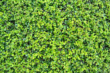 Green leaf background