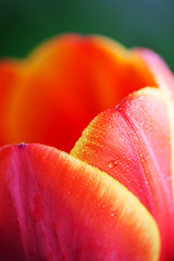 Blossoming red tulips with yellow edges 