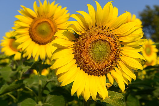 Beautiful Sunflower - Korat, Nakhonratchasima Thailand