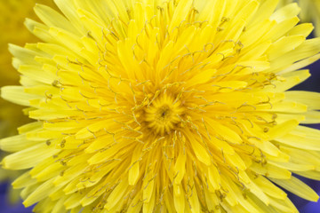 Extreme macro shot of dandelion pollen