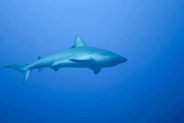 White Shark underwater Cuba caribbean sea