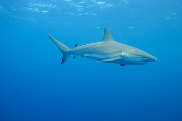 White Shark underwater Cuba caribbean sea