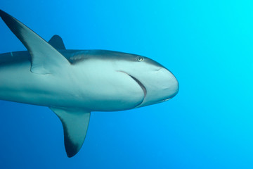 White Shark underwater Cuba caribbean sea