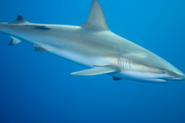 White Shark underwater Cuba caribbean sea