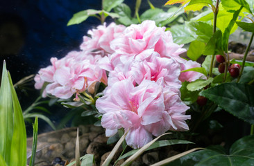 Obraz premium flowers