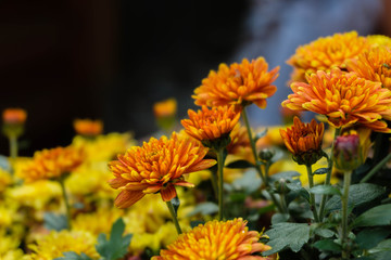 gelb orangene Blumen