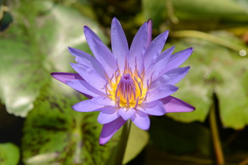 Purple lotus blossom in Summer Thailand