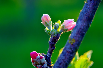 Maqro picture of an apple blossom