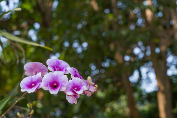 orchids