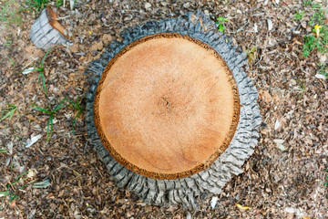 Fototapeta premium Top view of cut tree.