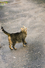 Obraz premium cat on ground