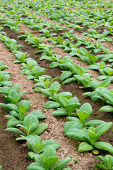 Tobacco field in northern Thailand