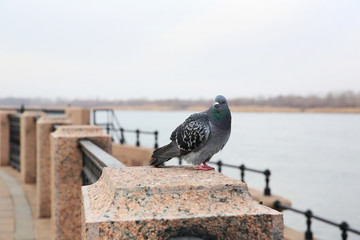 Pigeon on promenade of Volga river, Astrakhan, Russia