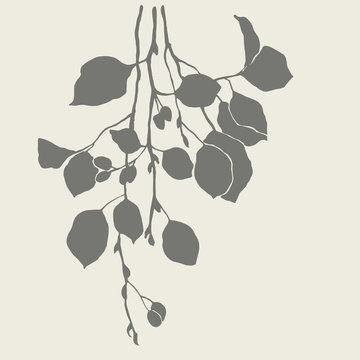 Silhouette of alder branch.