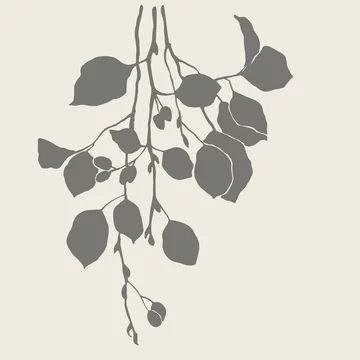 Silhouette of alder branch.