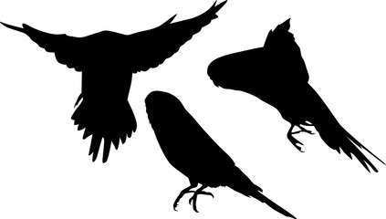three small parrots black silhouettes collection