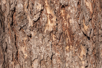 texture of bark of a tree of coniferous breed at day lighting