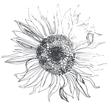 Sunflower. Doodle style.
