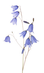Fototapeta premium forest isolated blue bellflower with eight blooms and buds