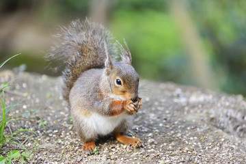 Naklejka na ściany i meble Squirrel eating nuts.