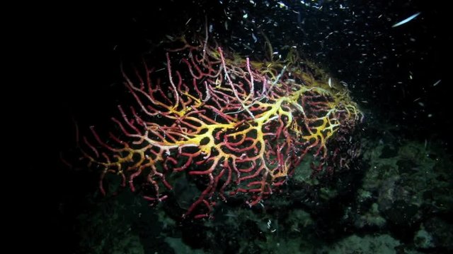 Night time underwater marine life activity around colorful soft coral in Moalboal, Philippines 
