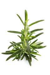 Fototapeta premium Rosemary twig on the isolated white background.