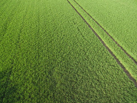 Luftbild von Getreidefeld