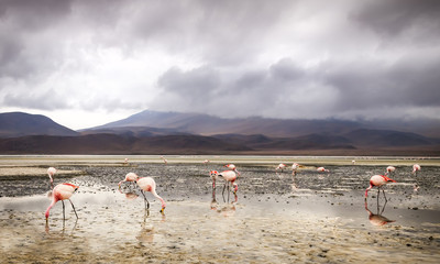 Flamingos at a lagoon on the salt plains at Salar de Uyuni, Bolivia