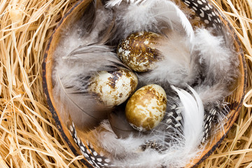 Quail eggs in the nest, a symbol of spring.