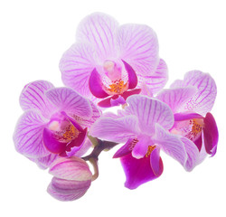 Fototapeta na wymiar small pink orhid isolated blossom