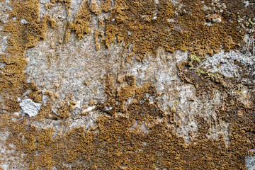 white concrete wall texture