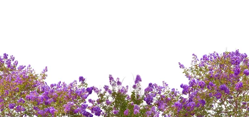 Photo sur Plexiglas Lilas arbres en fleurs lilas isolés sur blanc