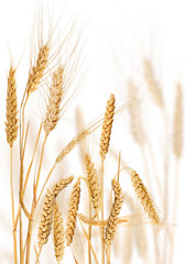 composition with golden ears of cereals