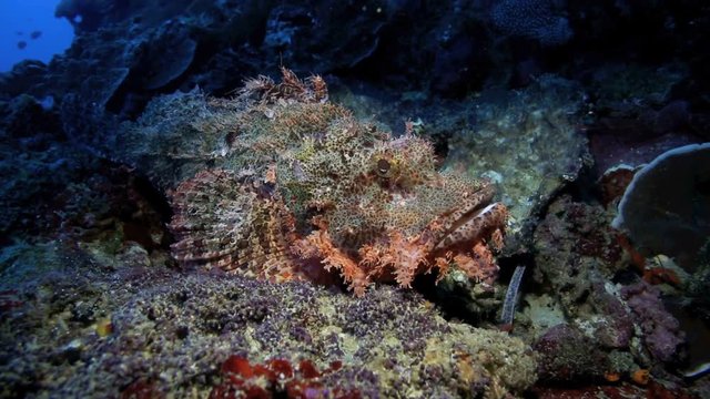 Devil scorpionfish resting on coral reef underwater in Pescador Island in Cebu, Philippines 