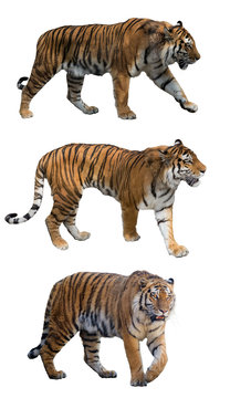 set of three tigers isolated on white