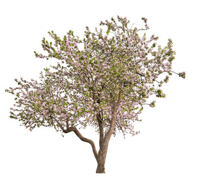 isolated blooming light pink large apple-tree