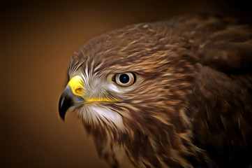 Buzzard - detail of the head
