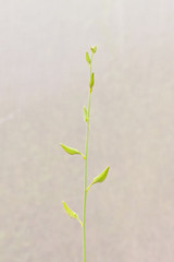 Shoot of Sunn Hemp plant on blur lite grey background