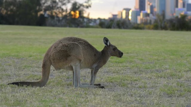 Kangaroo eating grass, Western Australia