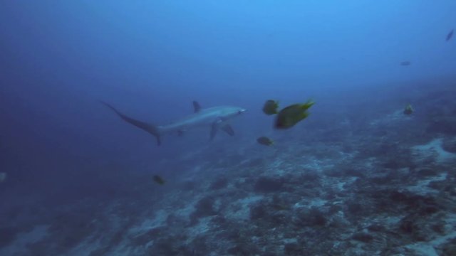 Thresher shark swims past at close range at Monad Shoal near Malapascua Island, Philippines 