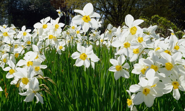 Daffodil field in spring in Trent Park, London