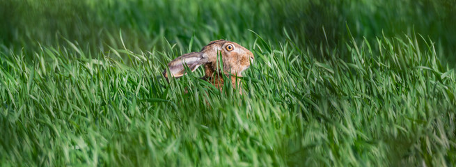 Feldhase (Lepus europaeus) auf einem Feld im Frühling