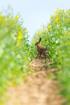 Feldhase (Lepus europaeus) versteckt sich in einem Rapsfeld
