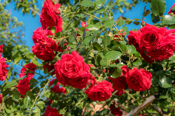 Red roses