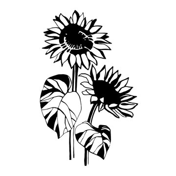 Sunflower. Doodle style.