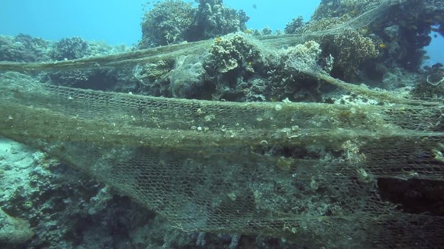 Hazard to marine life, old fishing net caught on coral reef underwater Philippines 