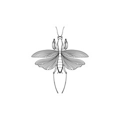 Vector drawing mantis.
